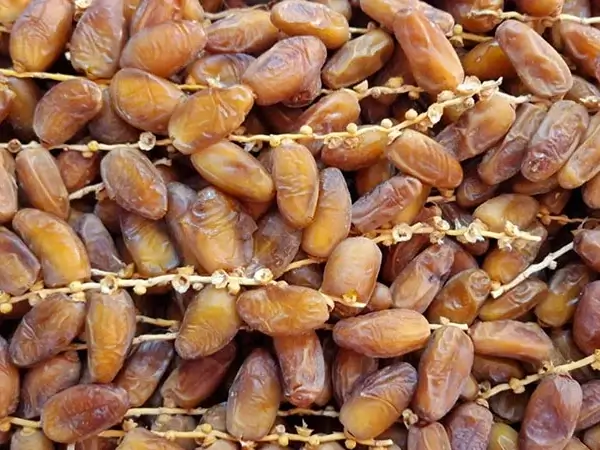 Branched Deglet Noor Dates